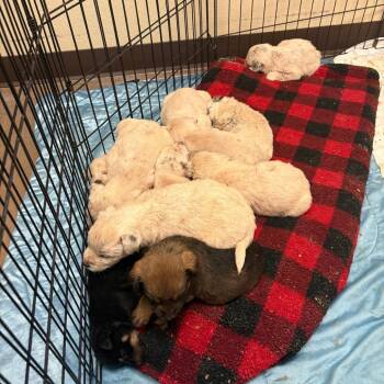 Cattle Dog and Mixed Breed Dogs Available for Adoption in Flagstaff, Arizona - Arial - In Foster! | PetCurious