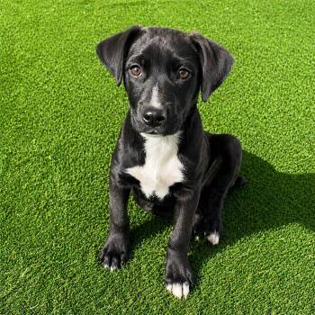 Labrador Retriever and German Shorthaired Pointer Dogs Available for Adoption in Glocester, Rhode Island - Owen* | PetCurious