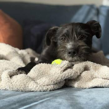 Terrier and Mixed Breed Dogs Available for Adoption in Alma, Wisconsin - Emery | PetCurious