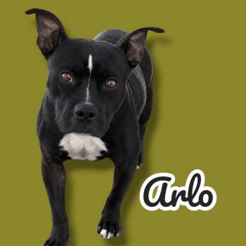 Chappy (fka Arlo) -  Pit Bull Terrier Dog for Adoption in Scottsdale, Arizona - Chappy (fka Arlo) | PetCurious