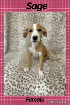 Sage -  Labrador Retriever Dog for Adoption in Manchester, Connecticut - Sage | PetCurious
