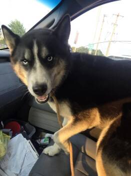 Bear -  Siberian Husky Dog for Adoption in Salisbury, Maryland - Bear | PetCurious
