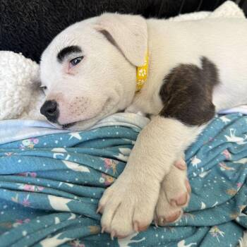 Pinto -  American Staffordshire Terrier and Mixed Breed Dog for Adoption in Turlock, California - Pinto | PetCurious
