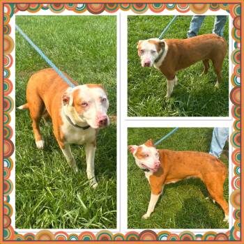 DAPHNE -  Australian Shepherd and Pit Bull Terrier Dog for Adoption in Buckhannon, West Virginia - DAPHNE | PetCurious