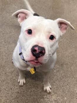 Rescue Pit Bull Terrier Dogs for Adoption in Cleveland, Ohio - Cheery | PetCurious