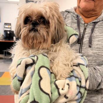 Rugrat -  Mixed Breed Dog for Adoption in Philadelphia, Pennsylvania - Rugrat | PetCurious