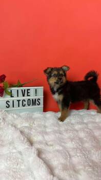 Cheers -  Collie and Golden Retriever Dog for Adoption in Phoenix, Arizona - Cheers | PetCurious