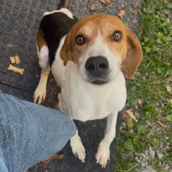 Rescue Treeing Walker Coonhound and Beagle Dogs for Adoption in Fairmont, West Virginia - Homer | PetCurious