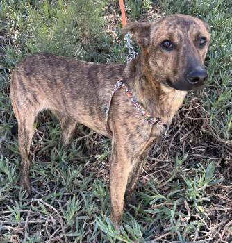Plott Hound Dogs Available for Adoption in Bell Gardens, California - BRUNO | PetCurious