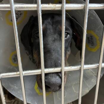 Boo -  Doberman Pinscher Dog for Adoption in Northbrook, Illinois - Boo | PetCurious