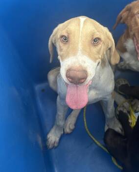 Rescue Mixed Breed Dogs for Adoption in Dallas, Texas - SUNNY | PetCurious