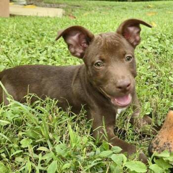 Rescue Labrador Retriever and Mixed Breed Dogs for Adoption in Bardonia, New York - Candy | PetCurious