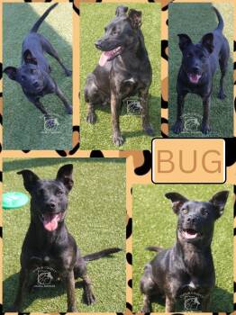 BUG -  Mixed Breed Dog for Adoption in Kenansville, North Carolina - BUG | PetCurious