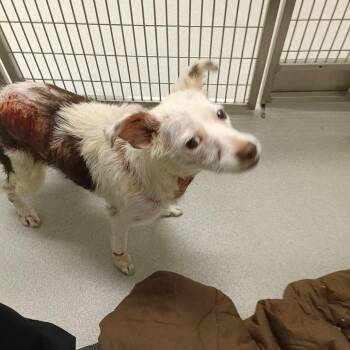 Terrier Dogs Available for Adoption - Adelaide | PetCurious