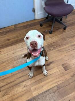 Marco -  Staffordshire Bull Terrier and Mixed Breed Dog for Adoption in Fayetteville, Tennessee - Marco | PetCurious