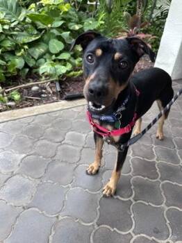 Terrier and Mixed Breed Dogs Available for Adoption in Honolulu, Hawaii - Finn | PetCurious