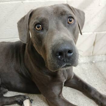 Rescue Black Labrador Retriever and Mixed Breed Dogs for Adoption in Wadena, Minnesota - Smokey The Bear | PetCurious