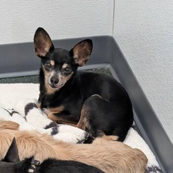 Chihuahua Dogs Available for Adoption - SABER | PetCurious