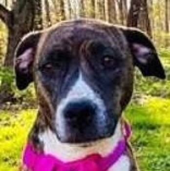 Rescue Boxer Dogs for Adoption in Avon, Indiana - Ashley | PetCurious