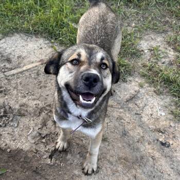 Angel -  Shepherd Dog for Adoption in Edmonton, Alberta - Angel | PetCurious