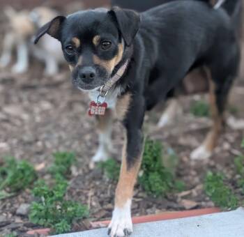 Chihuahua and Dachshund Dogs Available for Adoption - Tomato | PetCurious