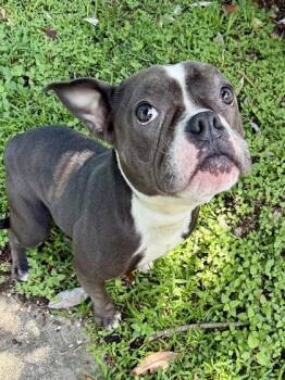 Muscle Milk -  Pit Bull Terrier and Mixed Breed Dog for Adoption in New Orleans, Louisiana - Muscle Milk | PetCurious