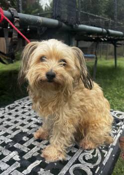 Dazzle -  Yorkie Poo Dog for Adoption in Dallas, Texas - Dazzle | PetCurious