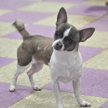 Sylvie -  Chihuahua and Mixed Breed Dog for Adoption in Lexington, South Carolina - Sylvie | PetCurious