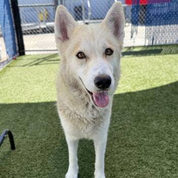 Yumi -  Husky Dog for Adoption in Hawthorne, California - Yumi | PetCurious