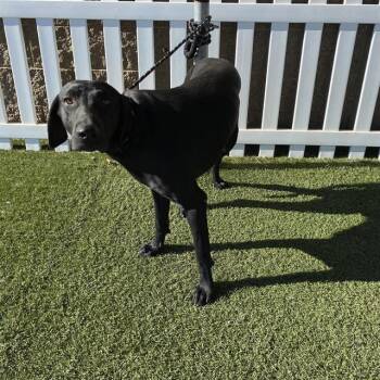TRAPPER -  Labrador Retriever Dog for Adoption in Modesto, California - TRAPPER | PetCurious