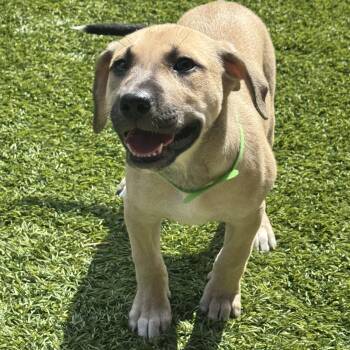 Lottie -  Labrador Retriever Dog for Adoption in San Antonio, Texas - Lottie | PetCurious