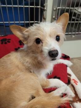 Rescue Chihuahua and Mixed Breed Dogs for Adoption in New Freedom, Pennsylvania - Moses | PetCurious