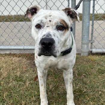 Catahoula Leopard Dog and Labrador Retriever Dogs Available for Adoption in League City, Texas - Ferdinan | PetCurious