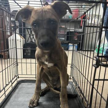 Gilberta -  Shepherd and Mixed Breed Dog for Adoption in Edinburg, Texas - Gilberta | PetCurious