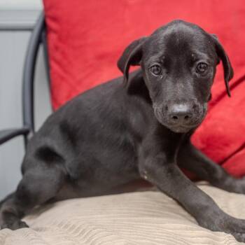 Dallas -  Labrador Retriever and Mixed Breed Dog for Adoption in Pawling, New York - Dallas | PetCurious
