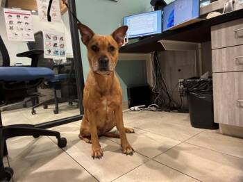 Mixed Breed Dogs Available for Adoption in Rowlett, Texas - TANK | PetCurious