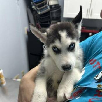 Jared -  Husky Dog for Adoption in Indianapolis, Indiana - Jared | PetCurious