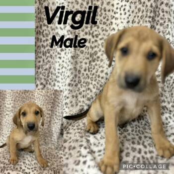 Virgil -  Labrador Retriever Dog for Adoption in Manchester, Connecticut - Virgil | PetCurious
