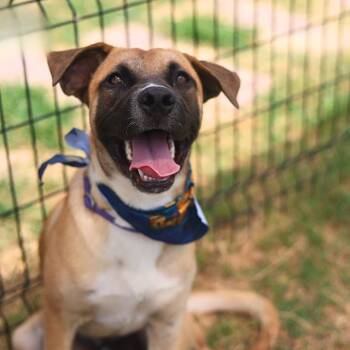 ADONIS -  Black Mouth Cur Dog for Adoption in San Antonio, Texas - ADONIS | PetCurious