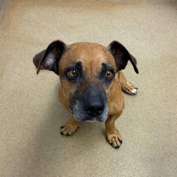 Rocky -  Dachshund and Mixed Breed Dog for Adoption in Corpus Christi, Texas - Rocky | PetCurious