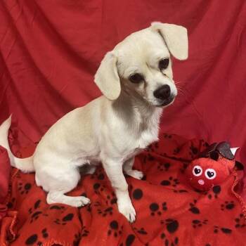 A614864 -  Chihuahua and Pug Dog for Adoption in Modesto, California - A614864 | PetCurious