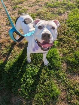 Rescue American Bulldog Dogs for Adoption in Renfrew, Pennsylvania - Dice | PetCurious
