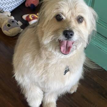 Maltipoo Dogs Available for Adoption - Lord Kevin Of Chestnut Lane | PetCurious