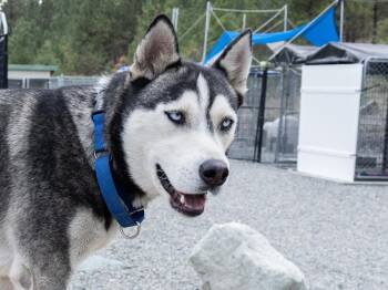 Laredo (BONDED with Riviera) -  Husky and Mixed Breed Dog for Adoption in Republic, Washington - Laredo (BONDED With Riviera) | PetCurious
