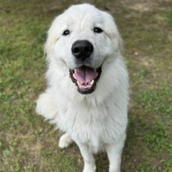 Crostini -  Great Pyrenees and Mixed Breed Dog for Adoption in Fredericksburg, Virginia - Crostini | PetCurious