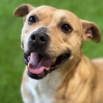 Pit Bull Terrier Dogs Available for Adoption in Houston, Texas - Olive | PetCurious