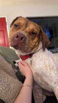 English Coonhound and Cattle Dog Dogs Available for Adoption in Burbank, California - Iris | PetCurious