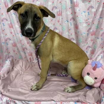 A613599 -  Pit Bull Terrier and Border Collie Dog for Adoption in Modesto, California - A613599 | PetCurious