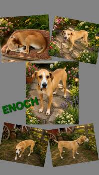 Pointer and Beagle Dogs Available for Adoption in Jackson, Tennessee - ENOCH | PetCurious