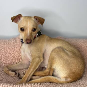 Rescue Chihuahua and Italian Greyhound Dogs for Adoption in San Antonio, Texas - Tiny Tim | PetCurious